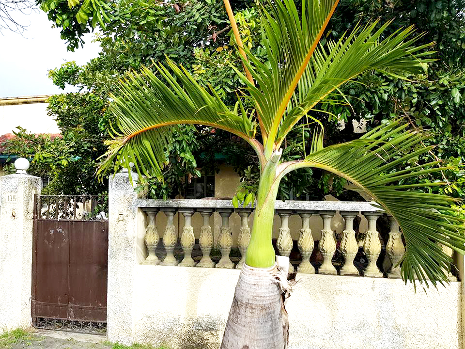 for sale sariaya